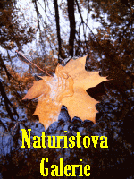 Naturistova Fotosout 2006